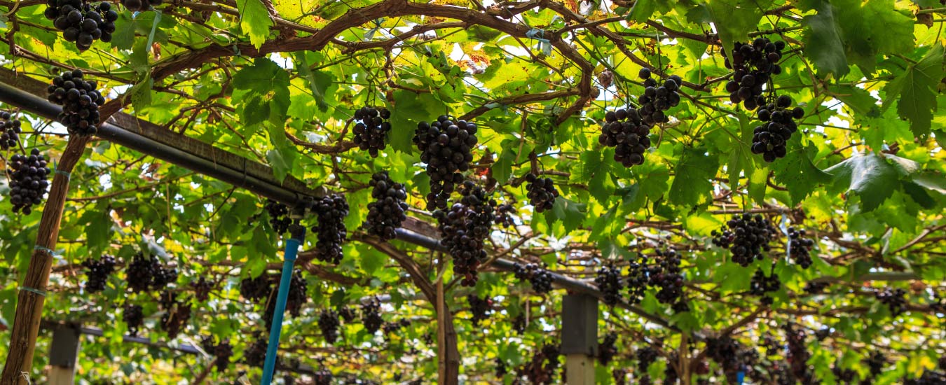 Grapes and Veg Farm Visit
